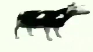 Корова танцует под польскую - песню оригинал